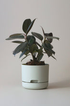 Load image into Gallery viewer, Mr Kitly Self Watering Pot - PICK UP ONLY
