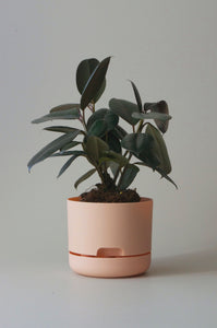 Mr Kitly Self Watering Pot - PICK UP ONLY