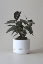 Load image into Gallery viewer, Mr Kitly Self Watering Pot - PICK UP ONLY
