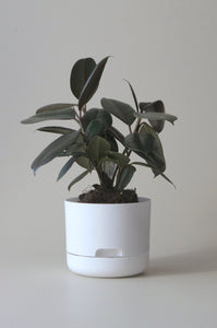 Mr Kitly Self Watering Pot - PICK UP ONLY